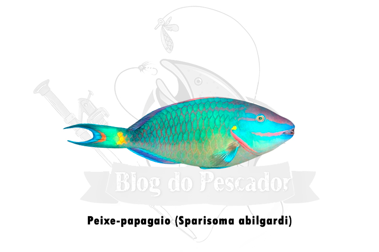 peixe-papagaio (sparisoma abilgardi)