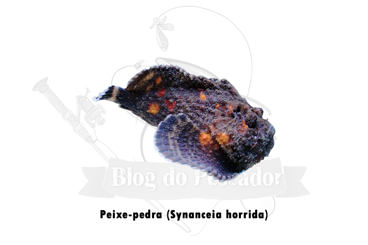 peixe-pedra (synanceia horrida)