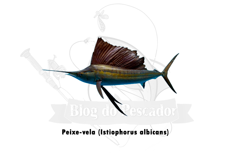 peixe-vela (istiophorus albicans)