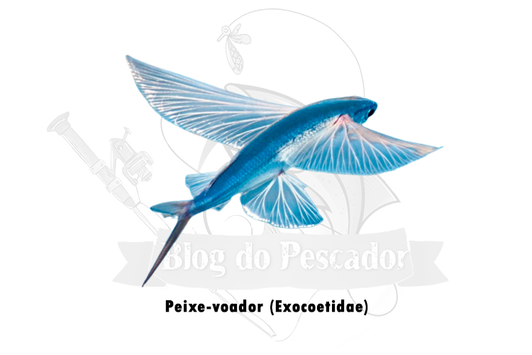 peixe-voador (exocoetidae)