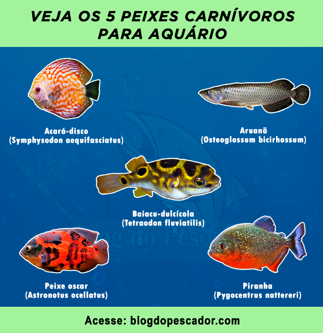 peixes carnivoros para aquario