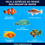 peixes que mudam de sexos