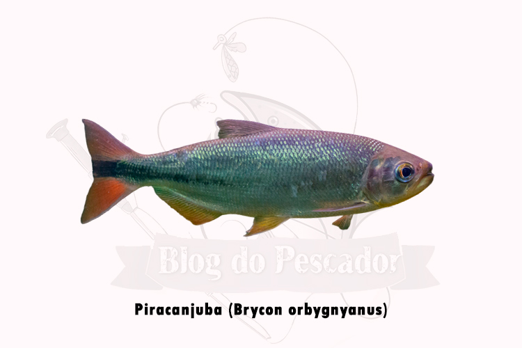 piracanjuba ( brycon orbygnyanus)