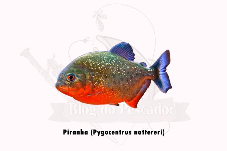 piranha ( pygocentrus nattereri)