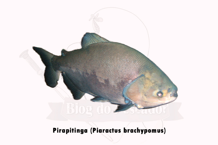 pirapitinga (piaractus brachypomus) 
