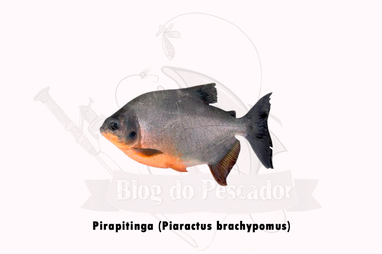 pirapitinga (piaractus brachypomus)
