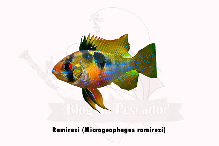 ramirezi (microgeophagus ramirezi )