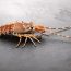 reproducao da lagosta-africana