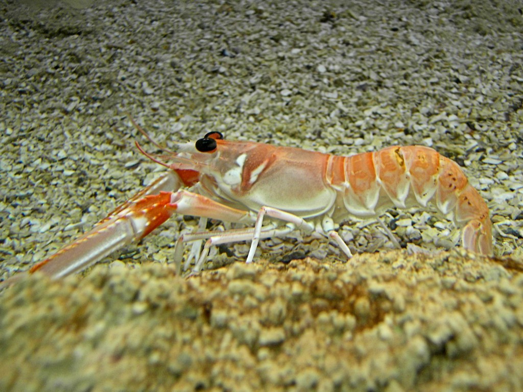 reproducao da lagosta-da-noruega