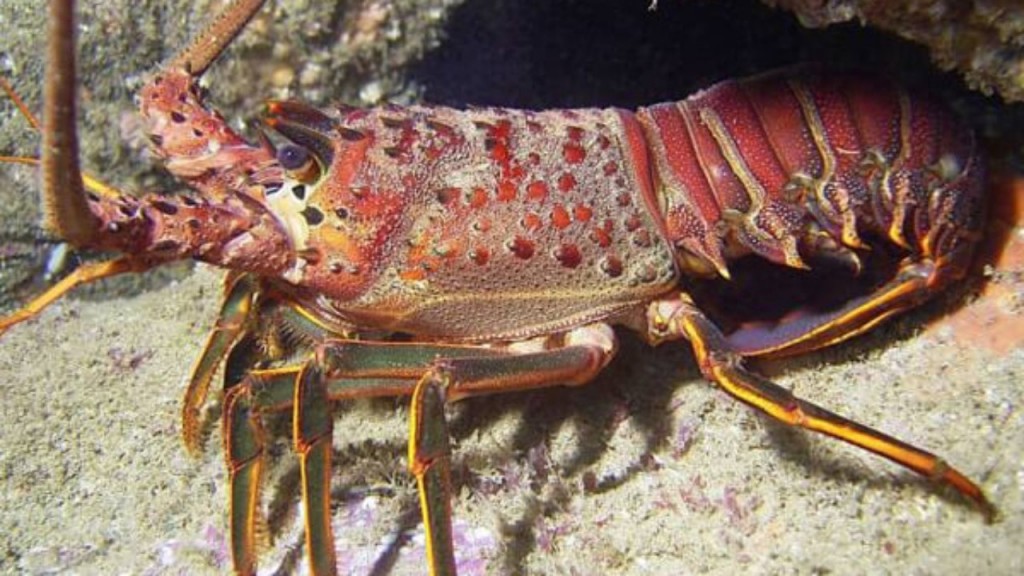 reproducao da lagosta-gigante (2)