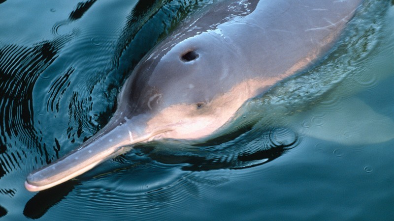reproducao do golfinho-pontoporia