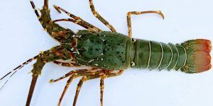 reproducao do lagosta-de-cabo-verde
