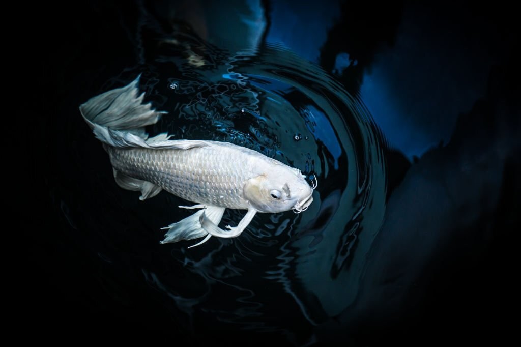 reproducao do peixe carpa platinum em aquario