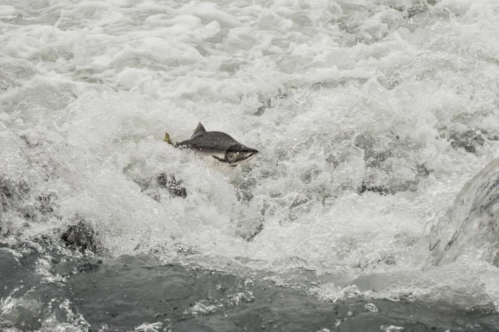 restricao da pesca durante a piracema no rio grande do sul