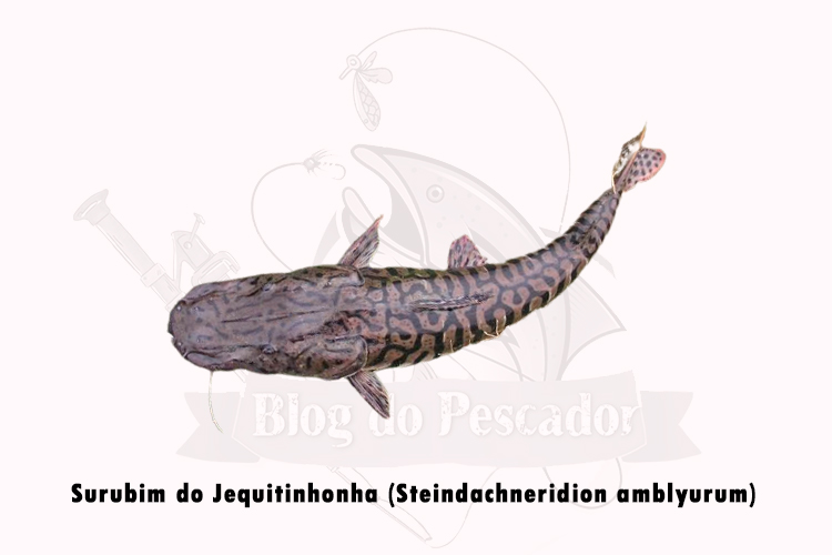 surubim do jequitinhonha (steindachneridion amblyurum)