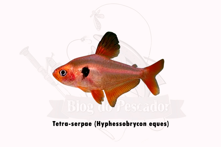 tetra-serpae (hyphessobrycon eques)