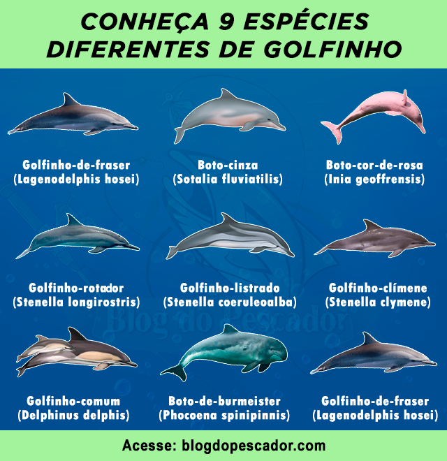 tipos de golfinho