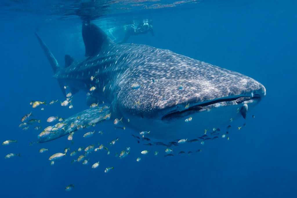 tubarao-baleia