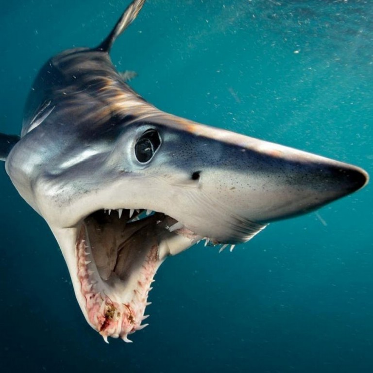 tubarão mako-cavala