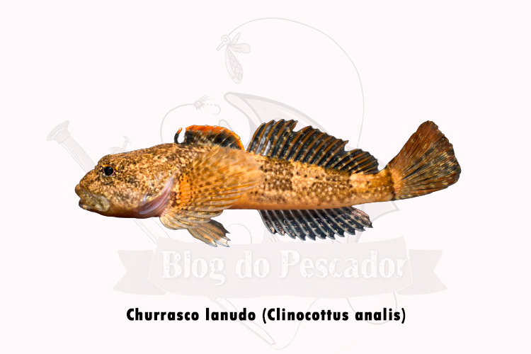 Churrasco lanudo (Clinocottus analis)