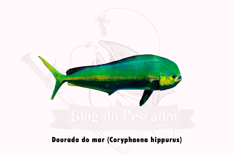 Dourado do mar (Coryphaena hippurus)