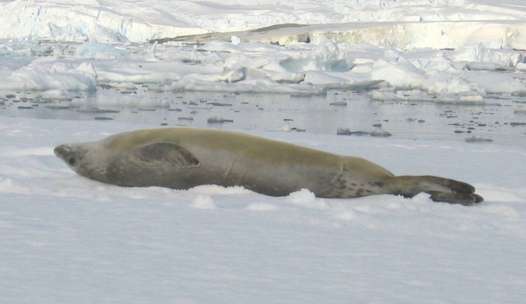 alimentacao da foca-caranguejeira