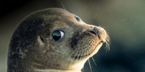 alimentacao da foca-do-mar-caspio