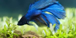 alimentacao do peixe betta azul