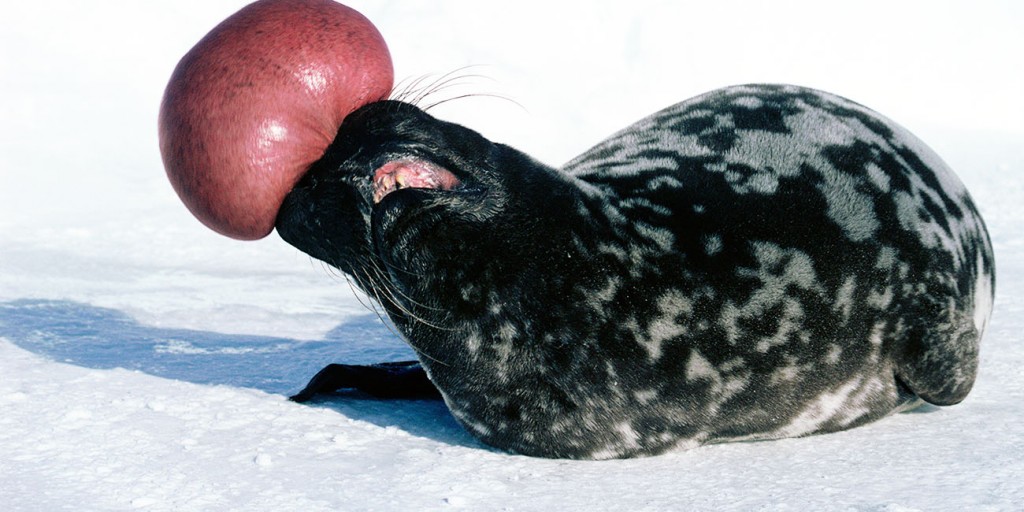ameacas da foca-de-crista