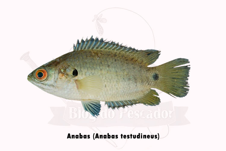 anabas (Anabas testudineus)