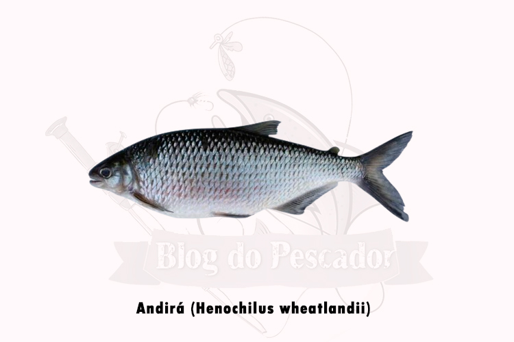 andira (henochilus wheatlandii )