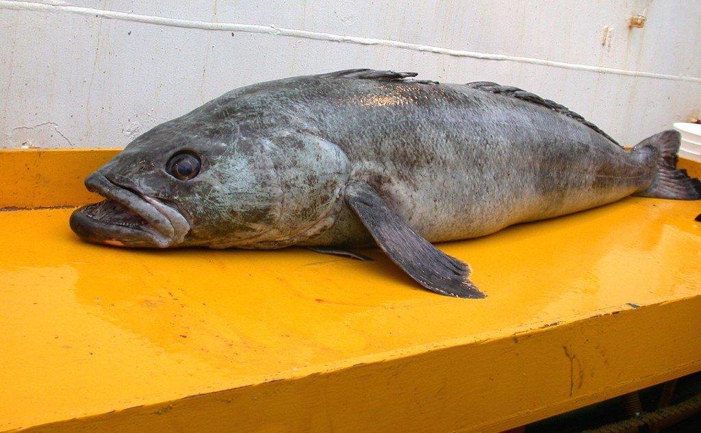 bacalhau-da-antartica
