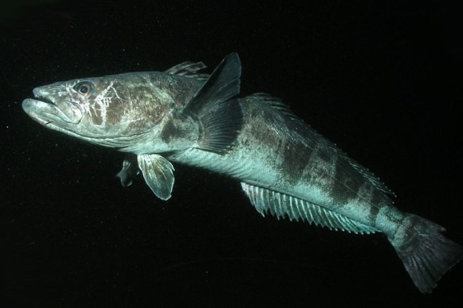 bacalhau-da-antartica
