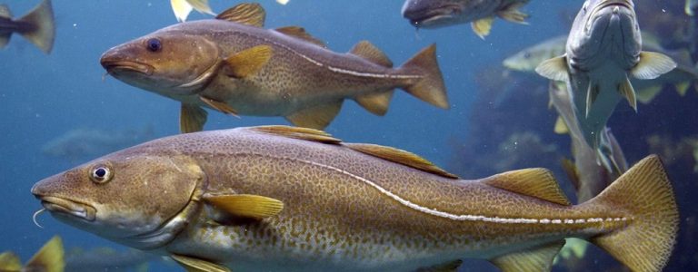 Bacalhau-do-atlântico peixe: características, reprodução, alimentação ...