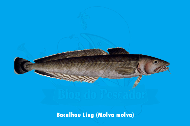 bacalhau ling (molva molva)