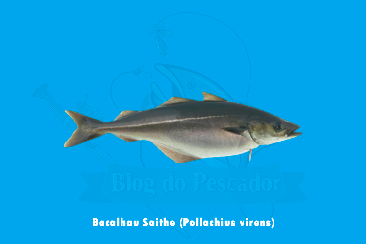 bacalhau saithe (pollachius virens)