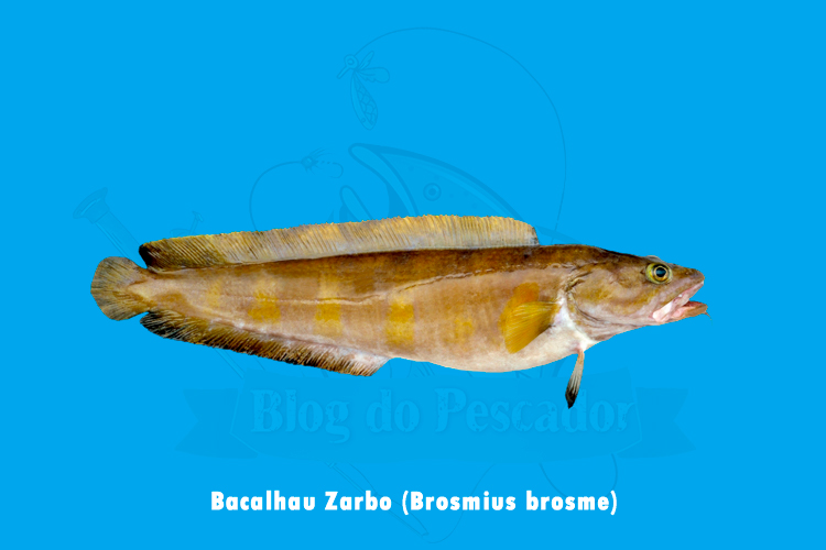 bacalhau zarbo (brosmius brosme)