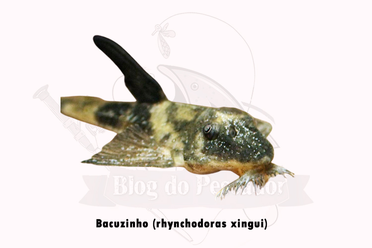 bacuzinho (rhynchodoras xingui) 