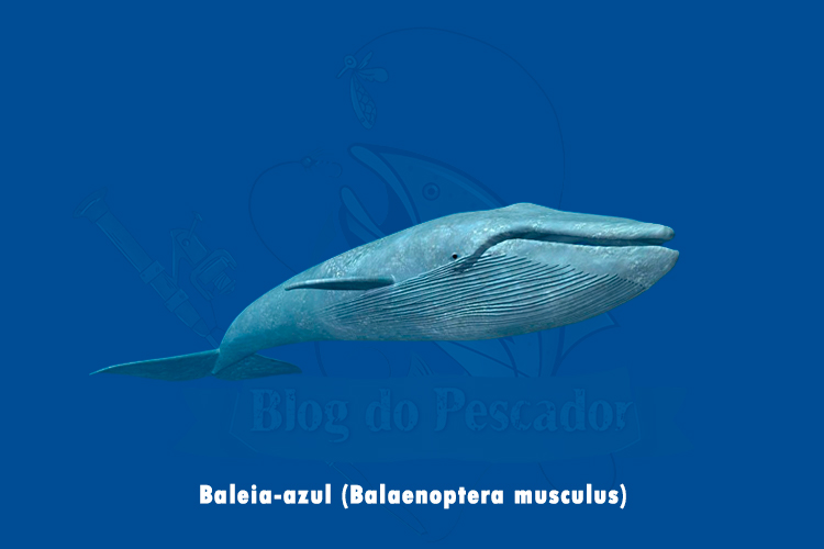 baleia-azul (balaenoptera musculus)