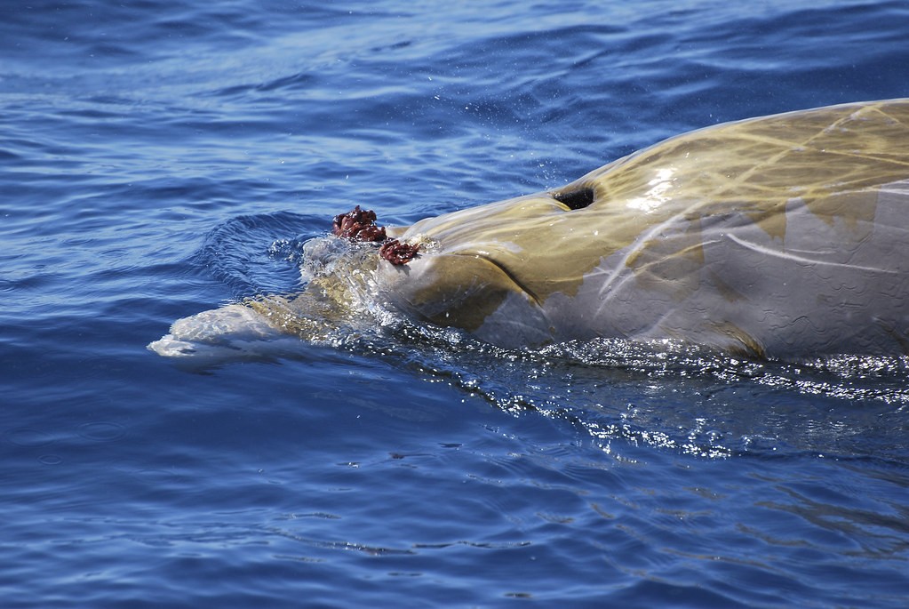 baleia-bicuda-de-perrin (2)