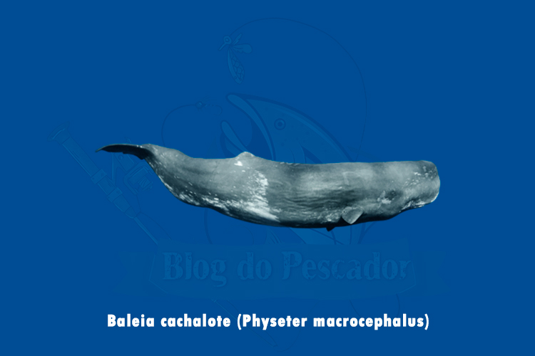 baleia cachalote (physeter macrocephalus)