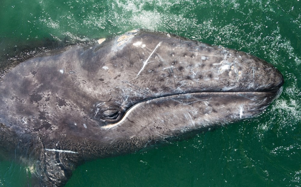 baleia-cinzenta