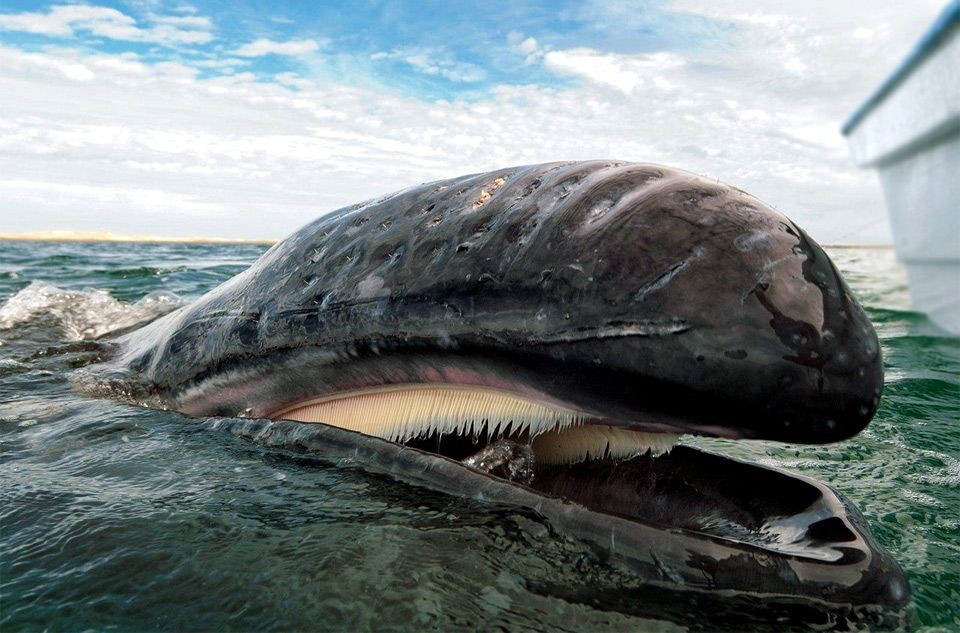 baleia-cinzenta