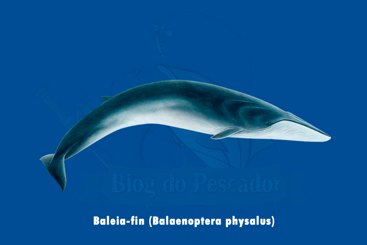 baleia-fin (balaenoptera physalus)