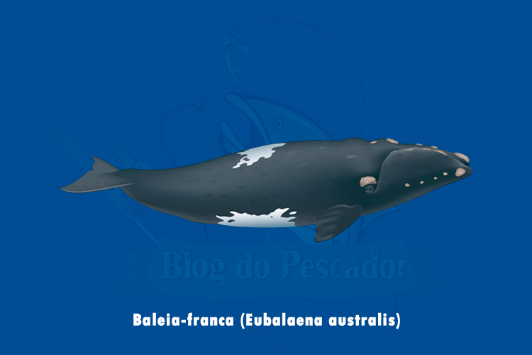 baleia-franca (eubalaena australis)