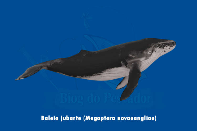 baleia jubarte (megaptera novaeangliae)