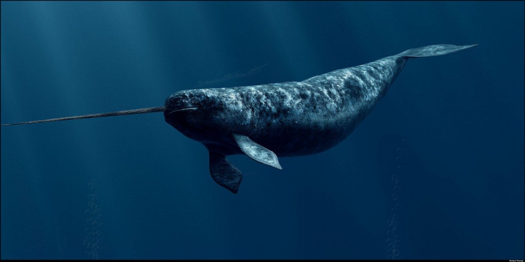 baleia narval