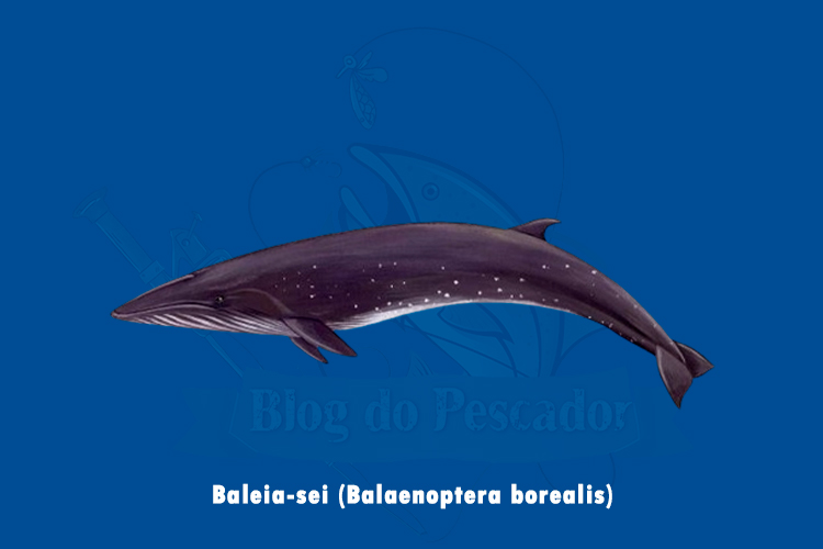 baleia-sei (balaenoptera borealis)