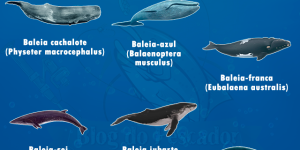 baleias em riscos de extincao