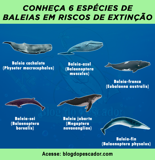 baleias em riscos de extincao